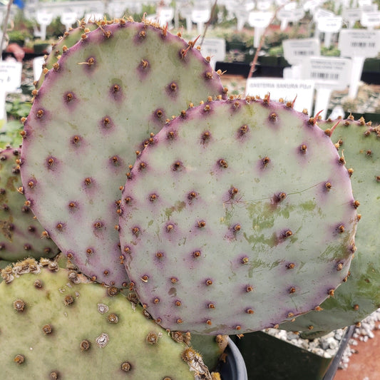 Opuntia Santa Rita Prickly Pear