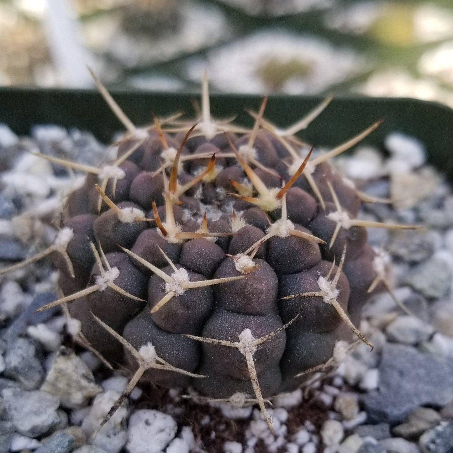 Gymnocalycium shroederianum longispinum
