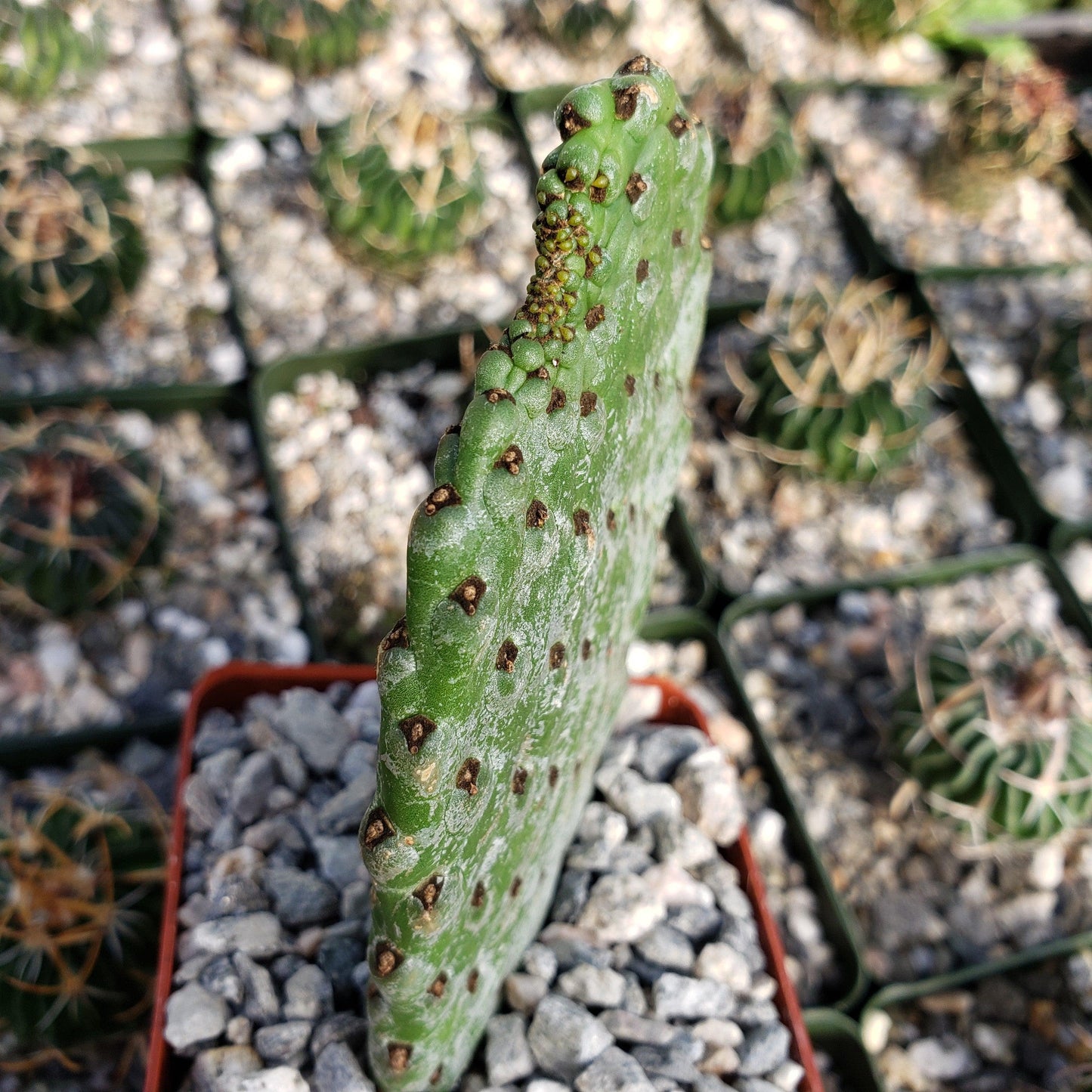 Opuntia Consolea rubescens road kill
