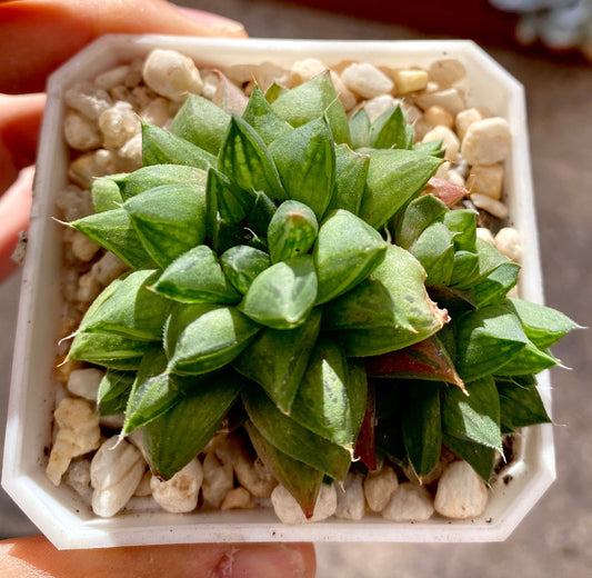 haworthia cymbiformis red river