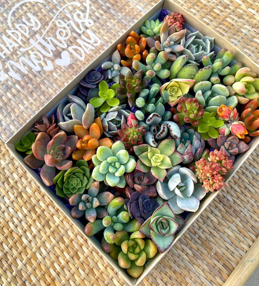 30 Mini Succulent Cuttings Gift Box