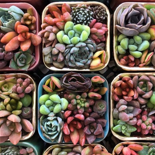Pixie Candy Dishes: Mini Succulent Pots in Vibrant Colors, planted with brightly colored baby succulents. Gifts, Succulents