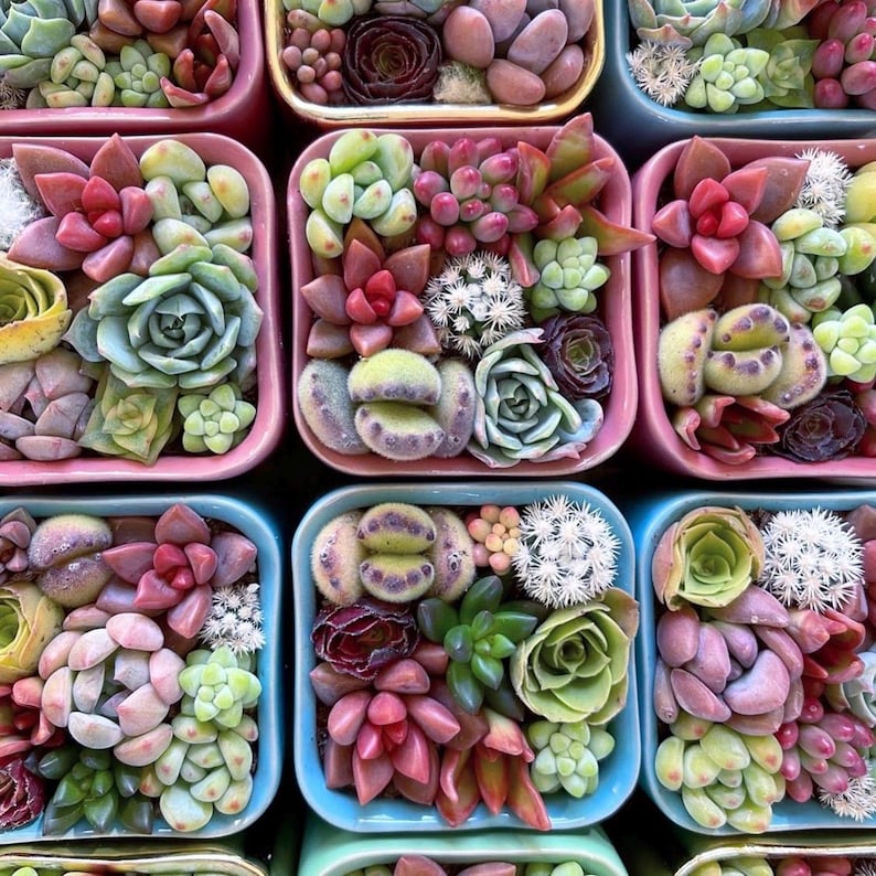 Pixie Candy Dishes: Mini Succulent Pots in Vibrant Colors, planted with brightly colored baby succulents. Gifts, Succulents