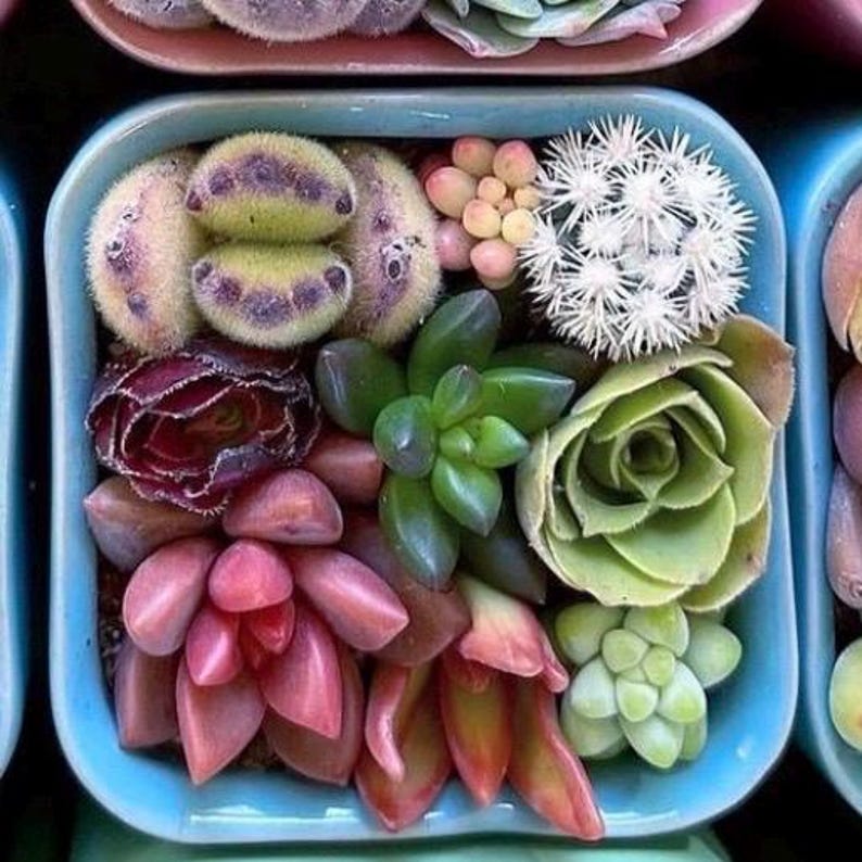 Pixie Candy Dishes: Mini Succulent Pots in Vibrant Colors, planted with brightly colored baby succulents. Gifts, Succulents