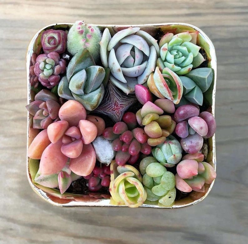 Pixie Candy Dishes: Mini Succulent Pots in Vibrant Colors, planted with brightly colored baby succulents. Gifts, Succulents