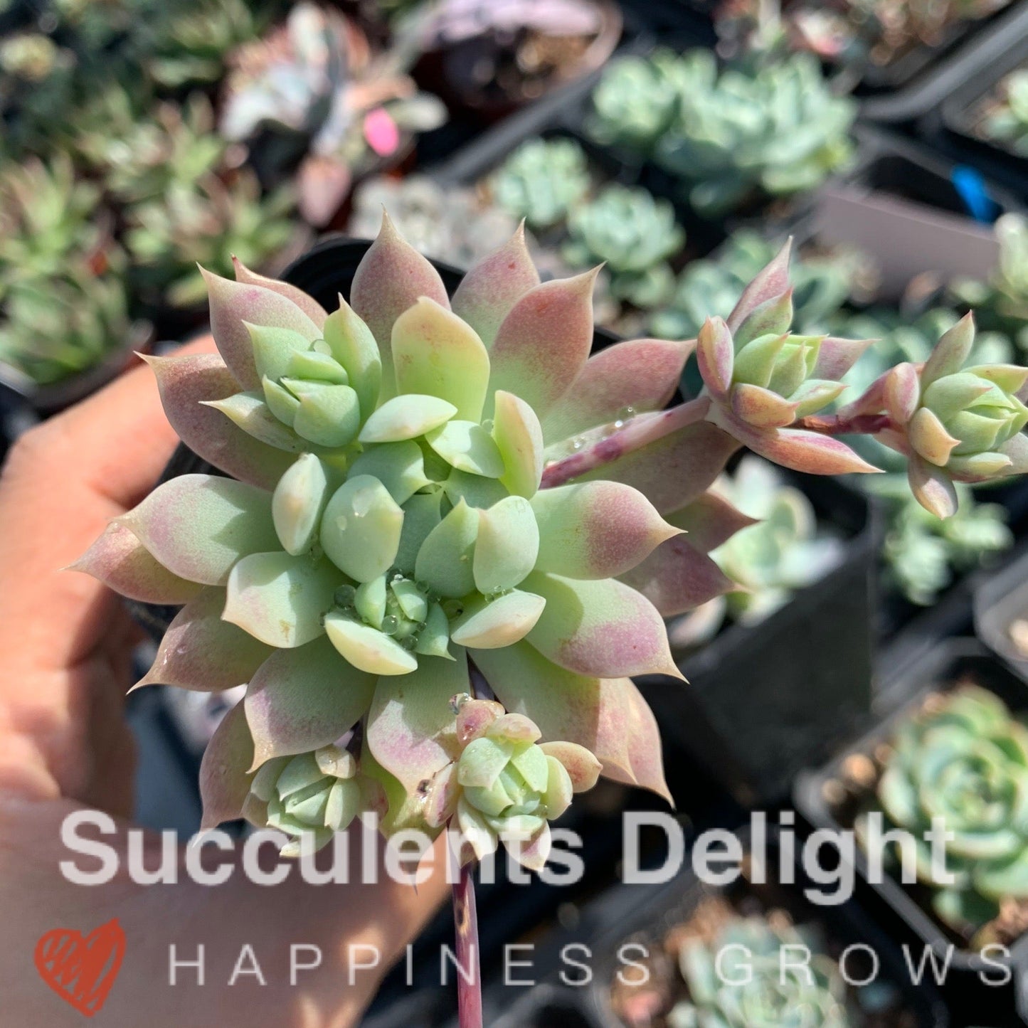 Graptopetalum macdougallii 蔓莲