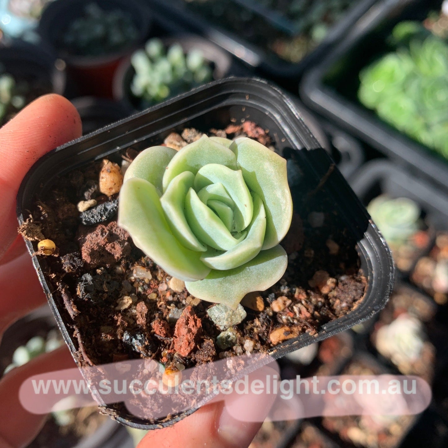 Graptoveria Lovely Rose 可爱玫瑰