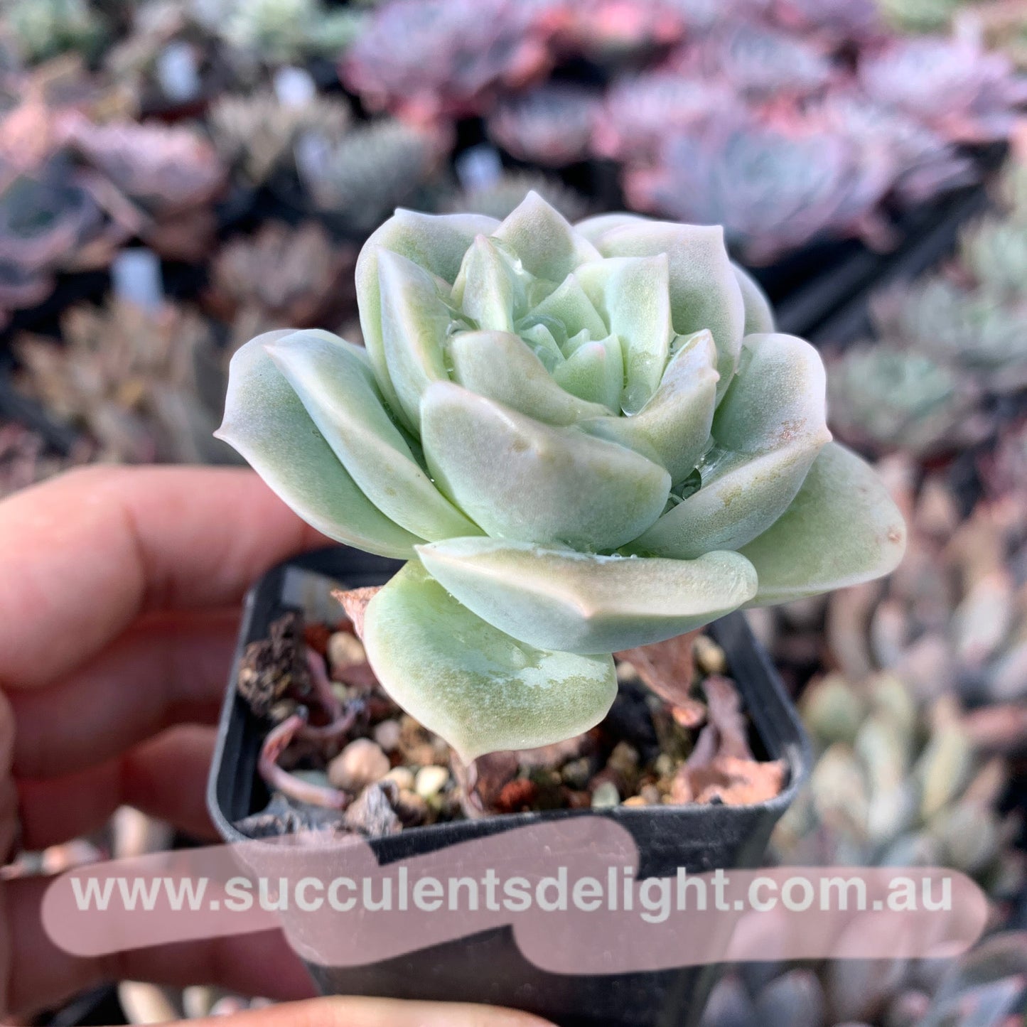 Graptoveria Lovely Rose 可爱玫瑰