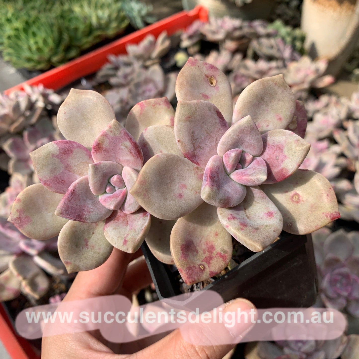 Graptopetalum Purple Delight 紫悦 紫乐