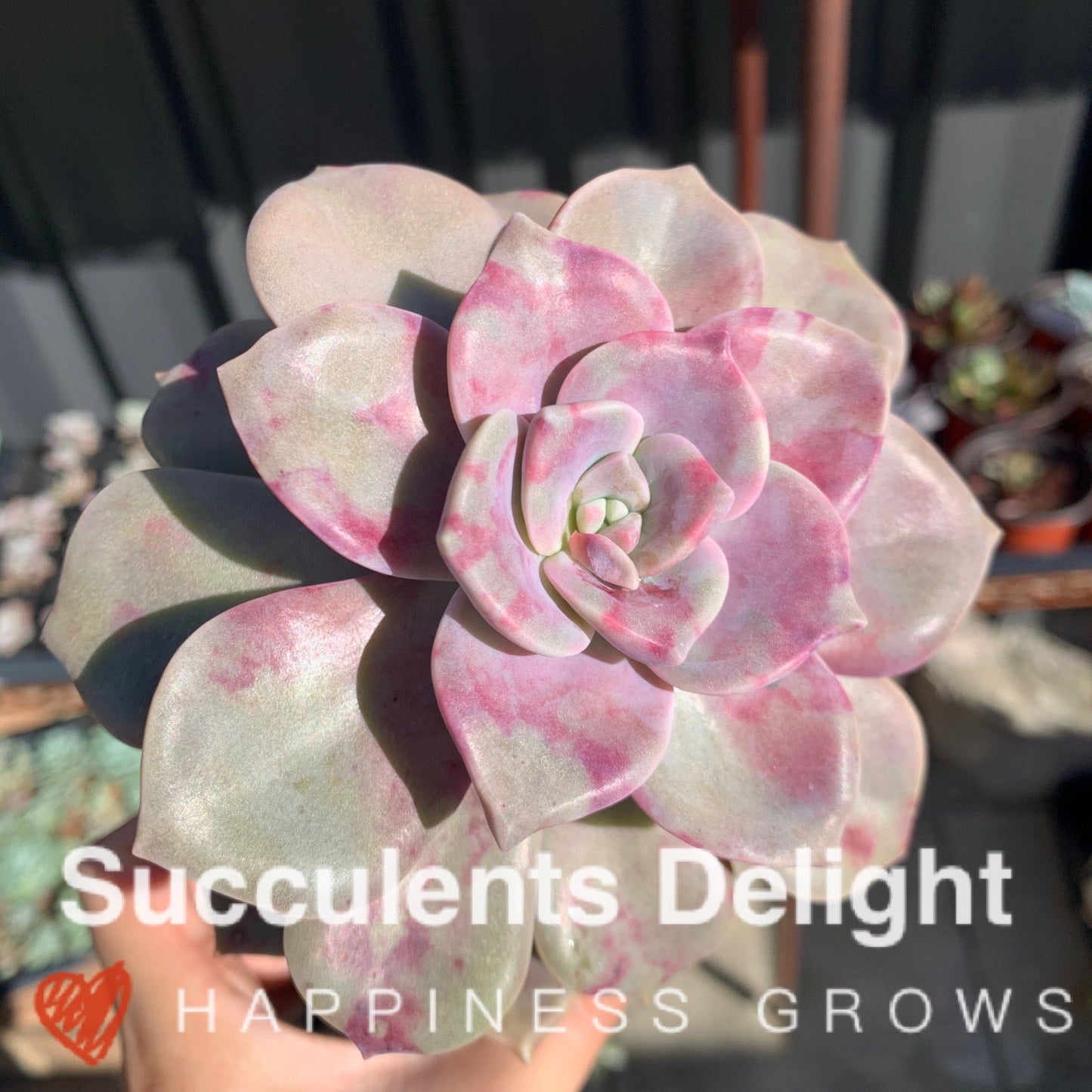Graptopetalum Purple Delight 紫悦 紫乐