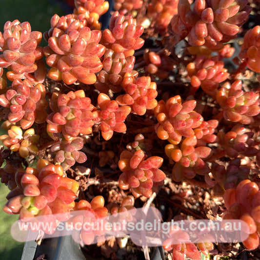 3x cuttings Sedeveria Whitestone Crop (not jelly bean) 赤豆 白石