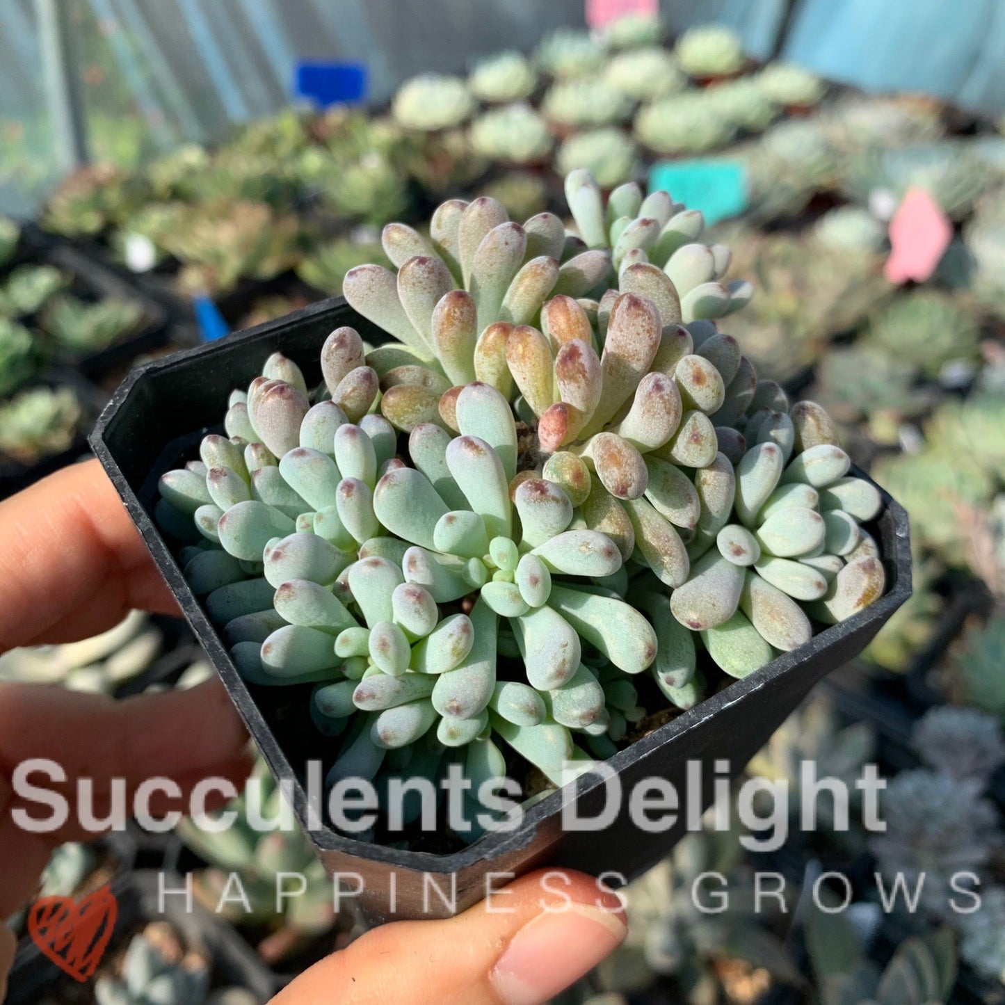 Graptopetalum pachyphyllum Bluebean 蓝豆