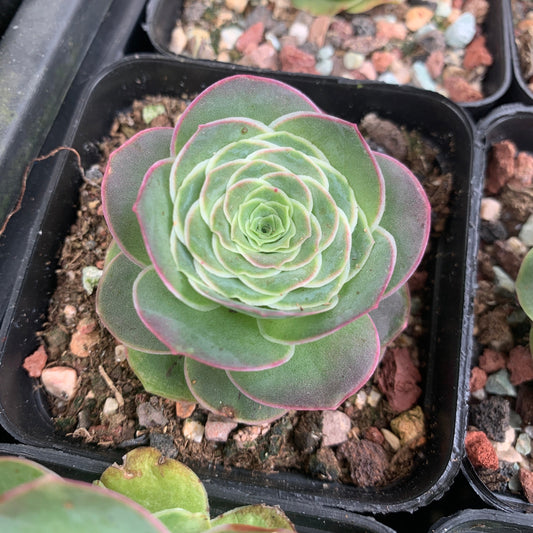 Aeonium Aureum ex El Hierro aka Pink Mountain Rose 耶罗山地玫瑰