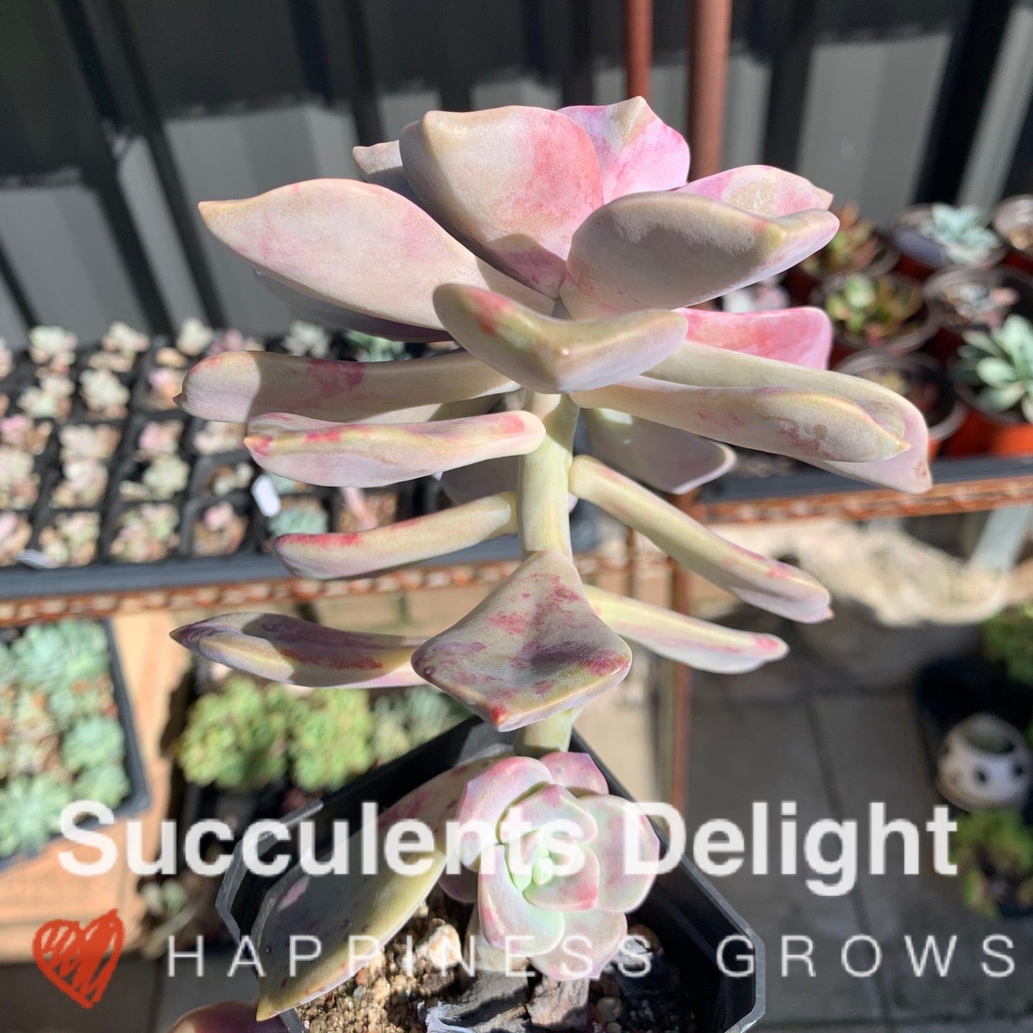 Graptopetalum Purple Delight 紫悦 紫乐