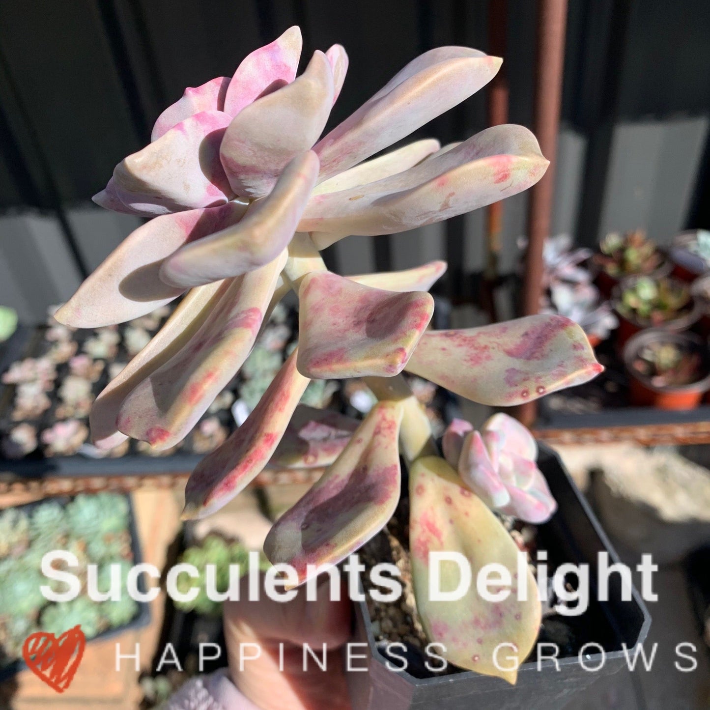 Graptopetalum Purple Delight 紫悦 紫乐