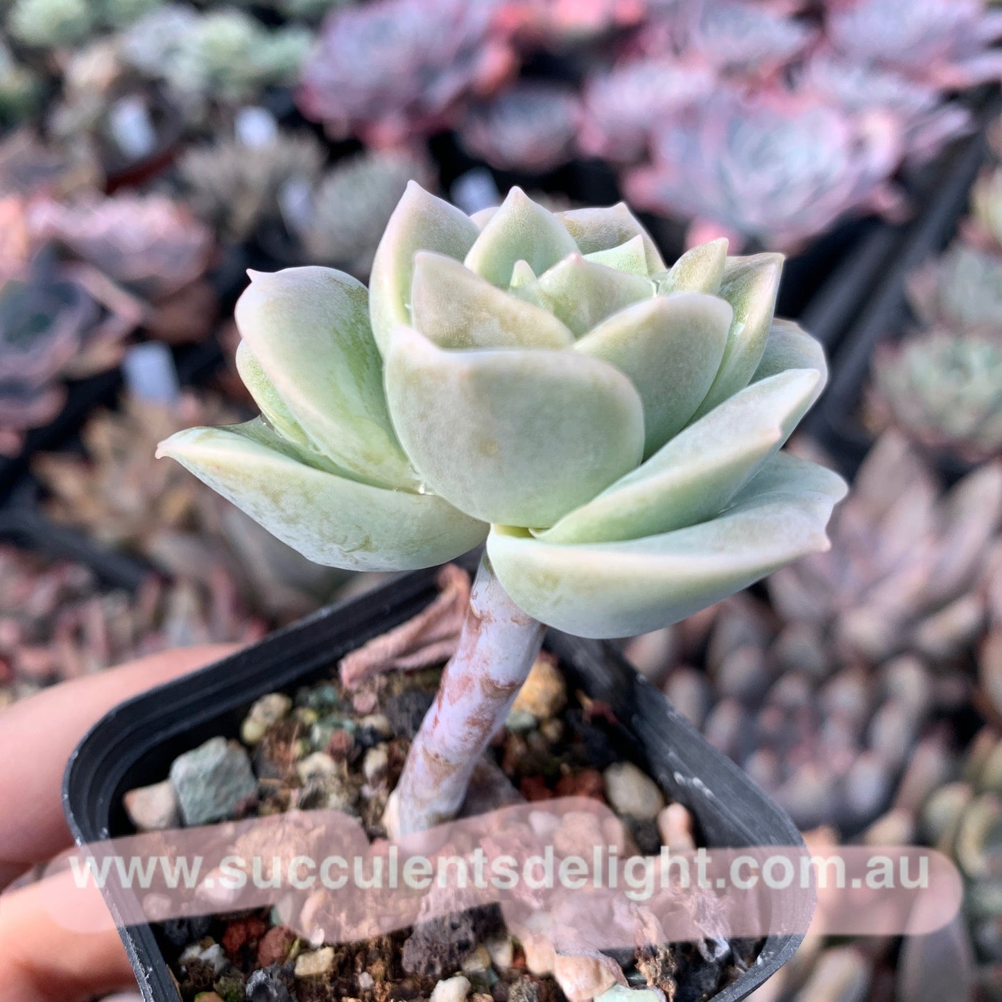 Graptoveria Lovely Rose 可爱玫瑰