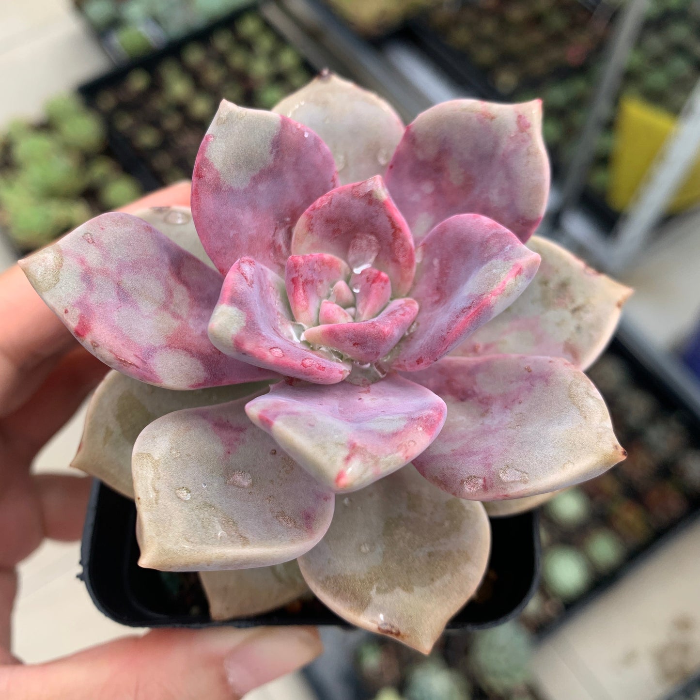 Graptopetalum Purple Delight 紫悦 紫乐