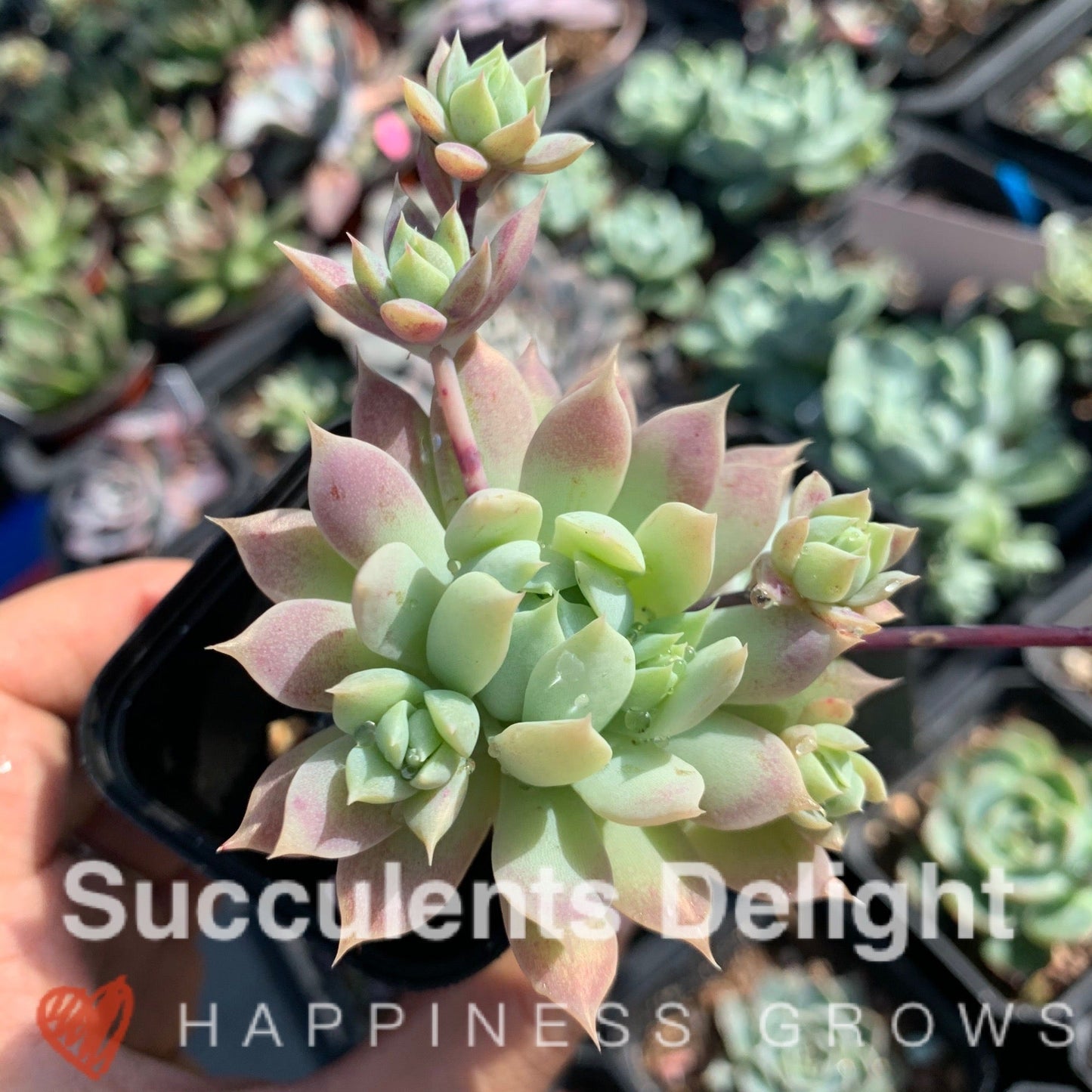 Graptopetalum macdougallii 蔓莲