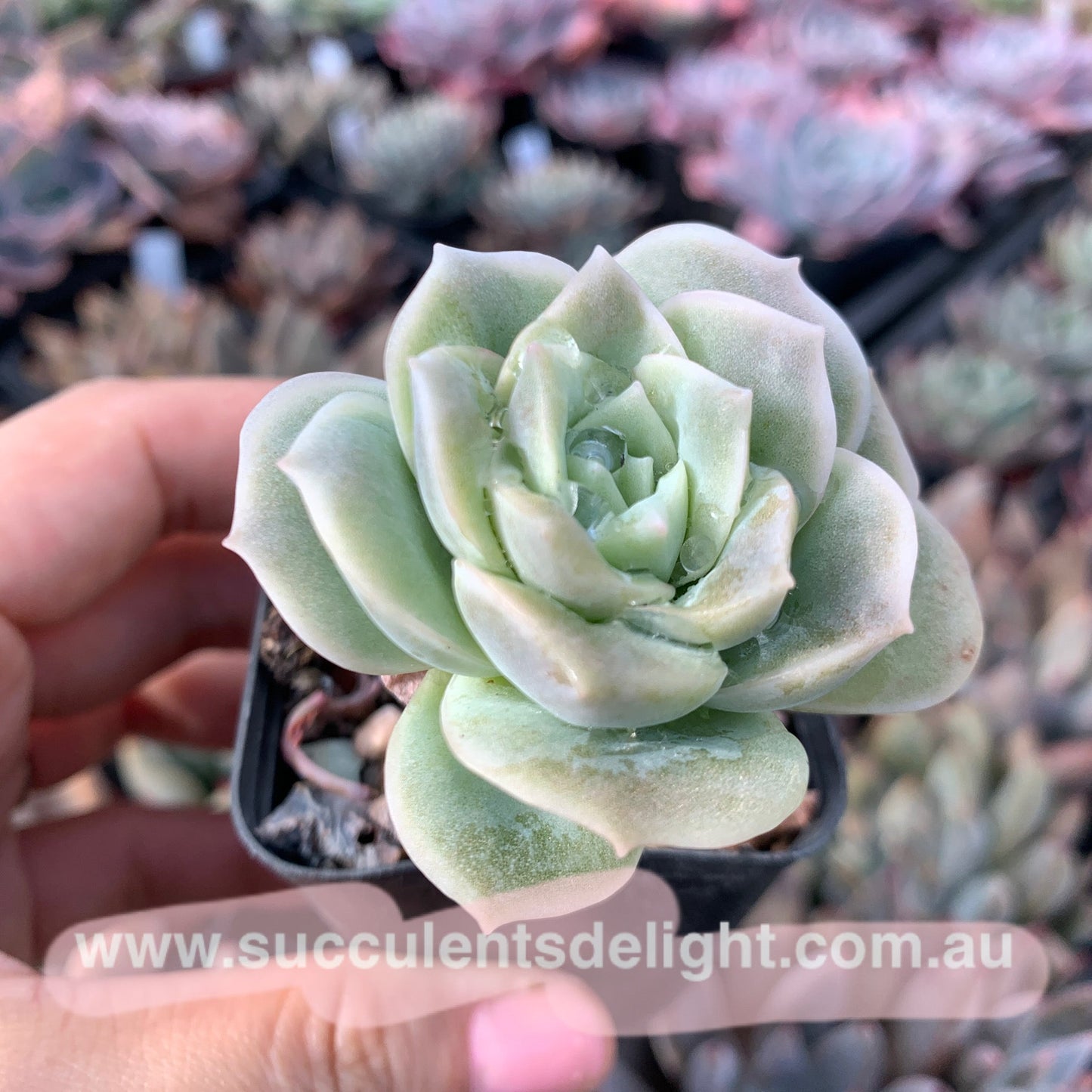 Graptoveria Lovely Rose 可爱玫瑰