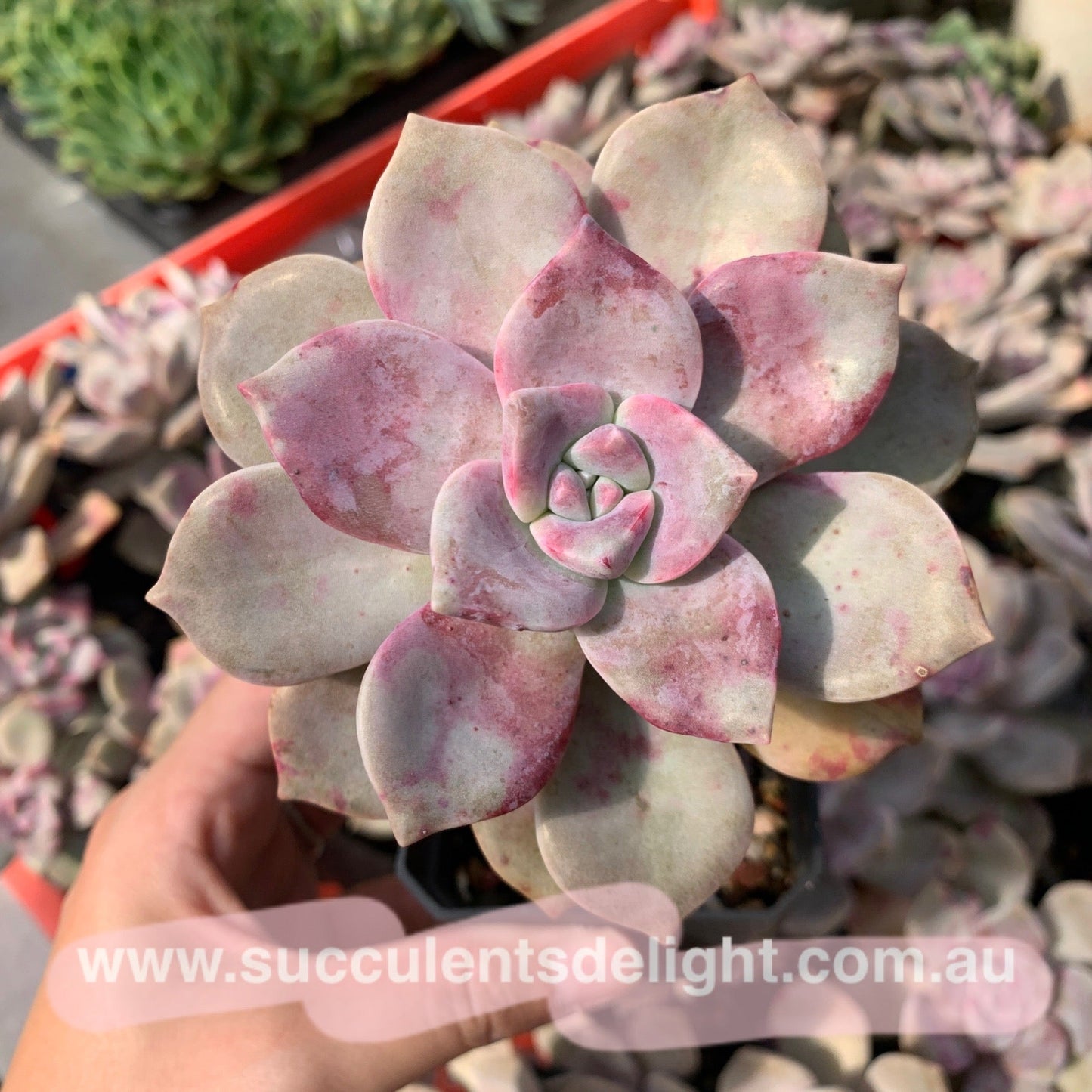 Graptopetalum Purple Delight 紫悦 紫乐