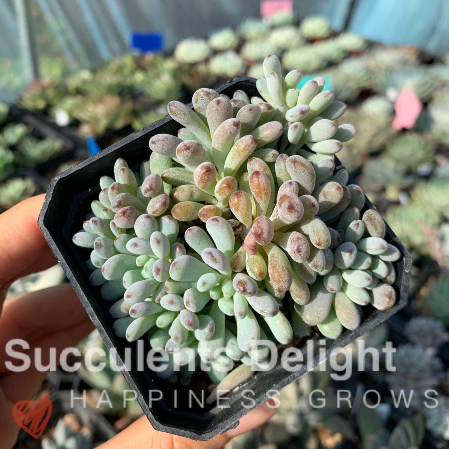 Graptopetalum pachyphyllum Bluebean 蓝豆