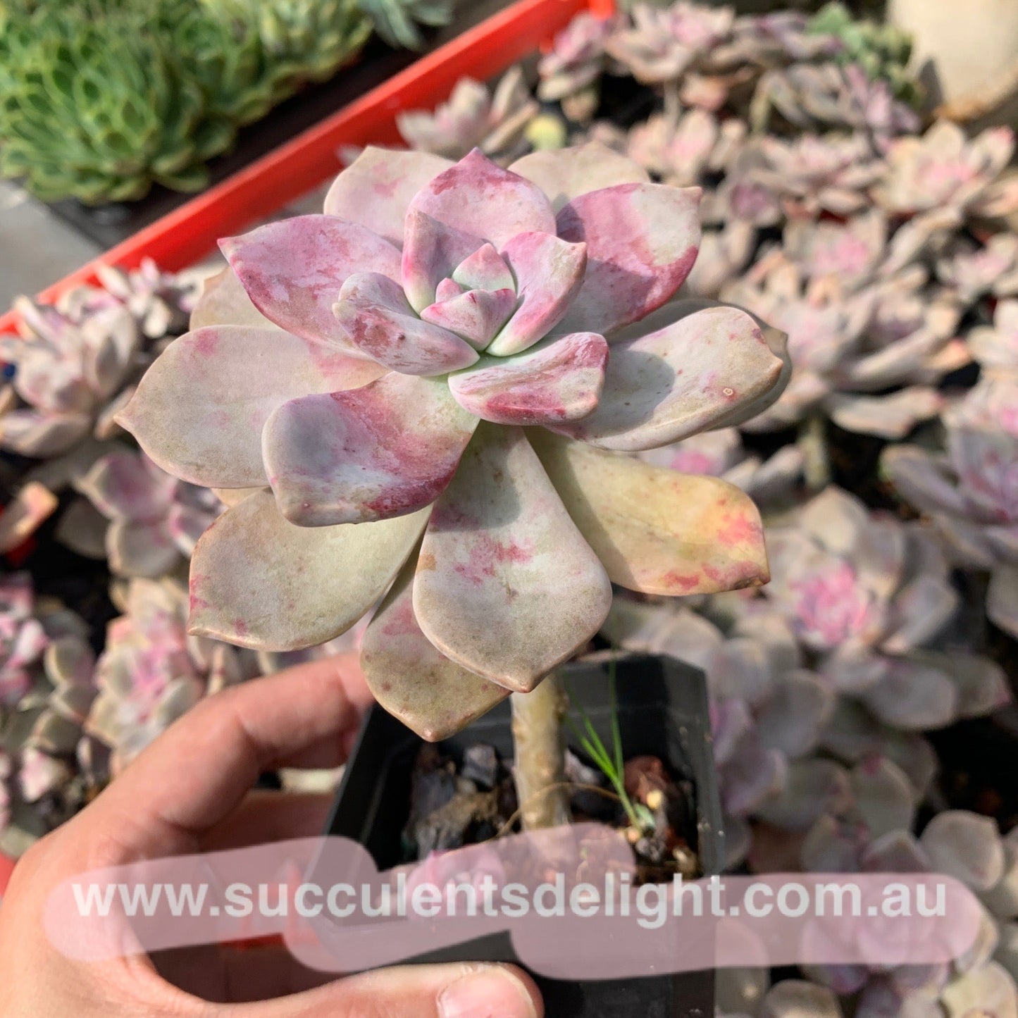 Graptopetalum Purple Delight 紫悦 紫乐