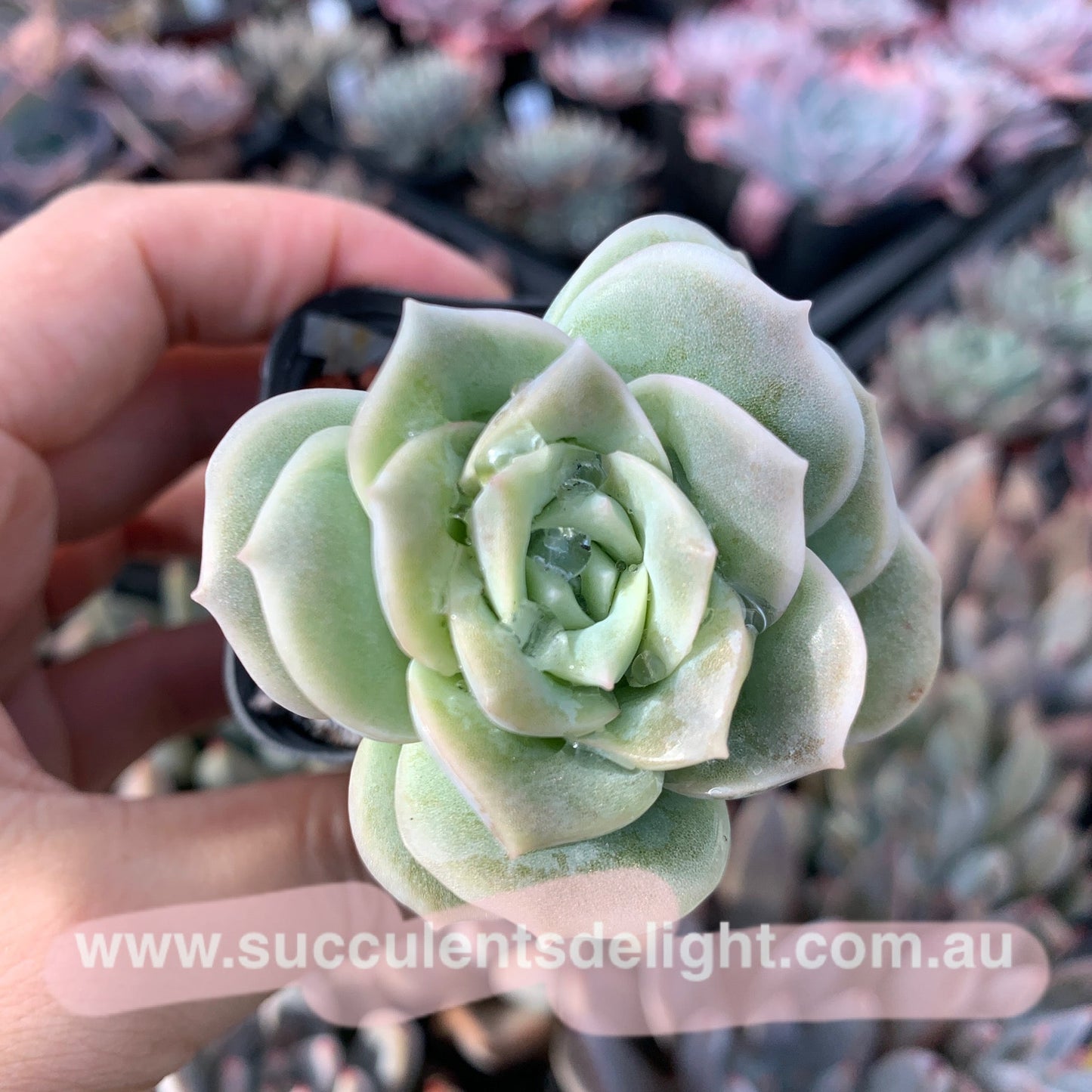Graptoveria Lovely Rose 可爱玫瑰
