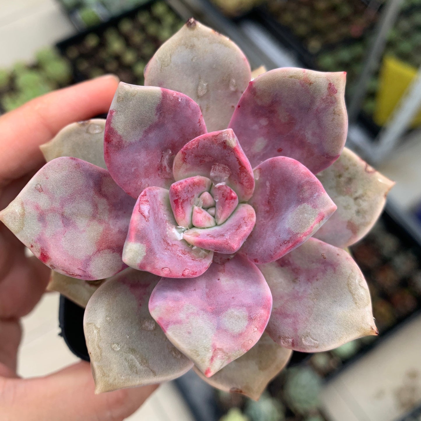 Graptopetalum Purple Delight 紫悦 紫乐
