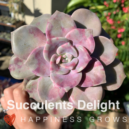 Graptopetalum Purple Delight 紫悦 紫乐
