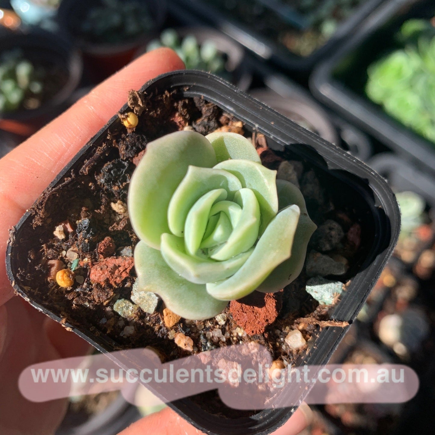 Graptoveria Lovely Rose 可爱玫瑰