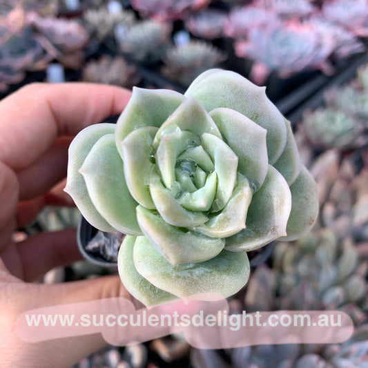 Graptoveria Lovely Rose 可爱玫瑰