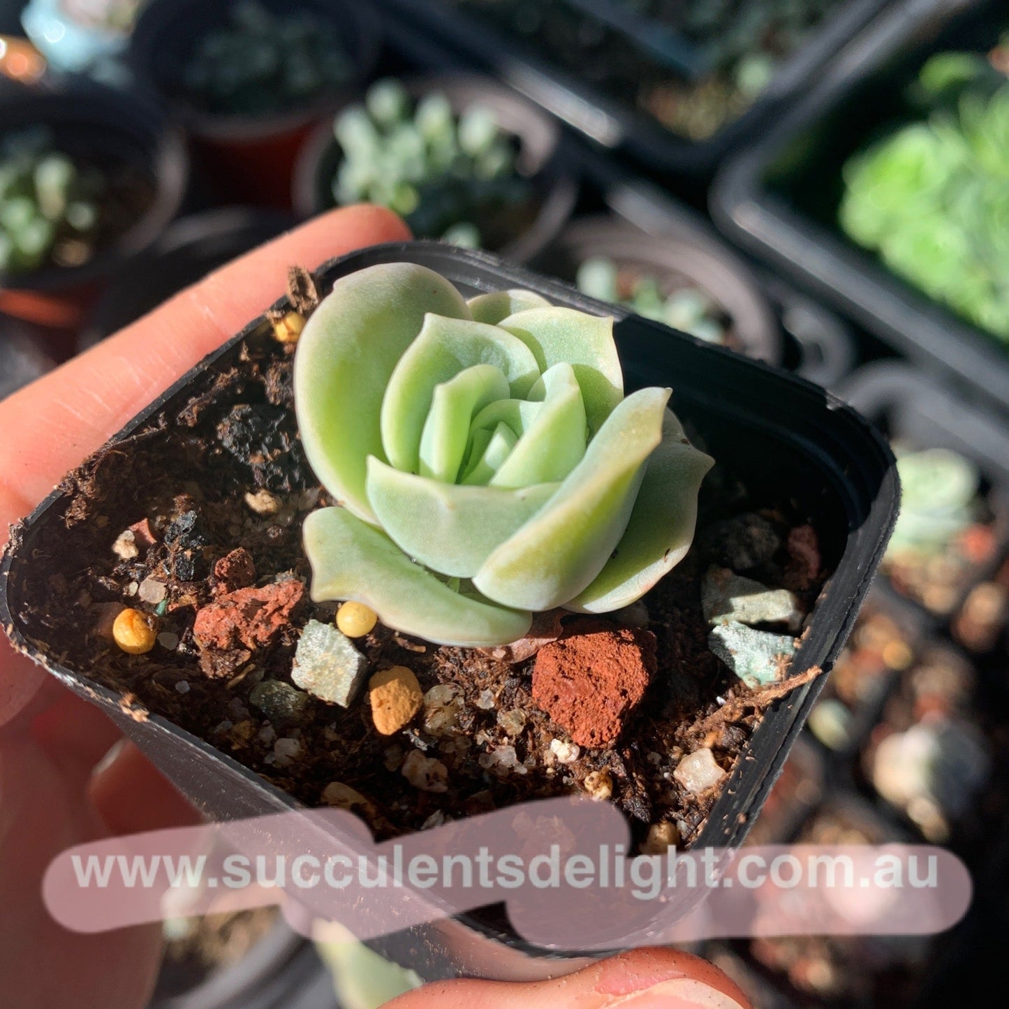 Graptoveria Lovely Rose 可爱玫瑰