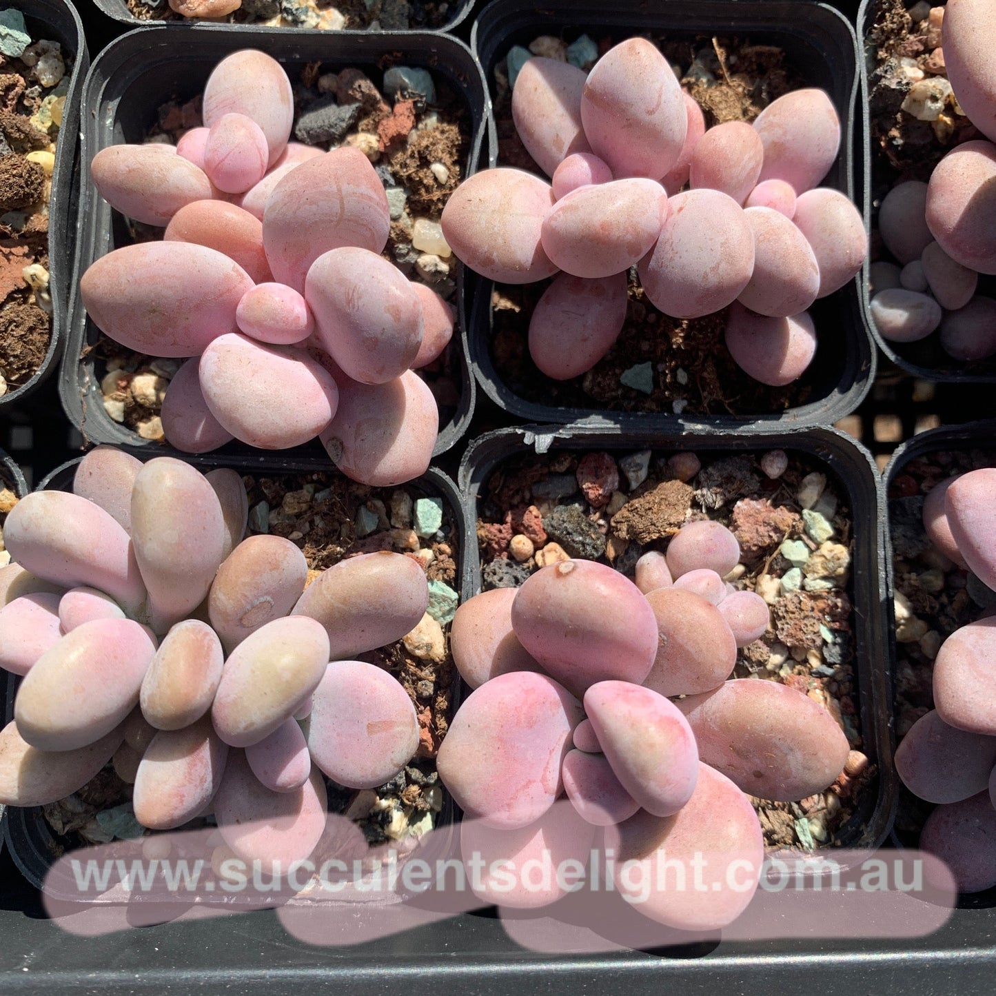 Specail！Graptopetalum Amethystinum Lavender Pebbles 桃蛋