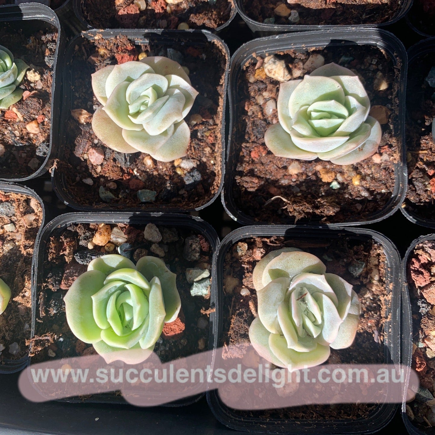 Graptoveria Lovely Rose 可爱玫瑰
