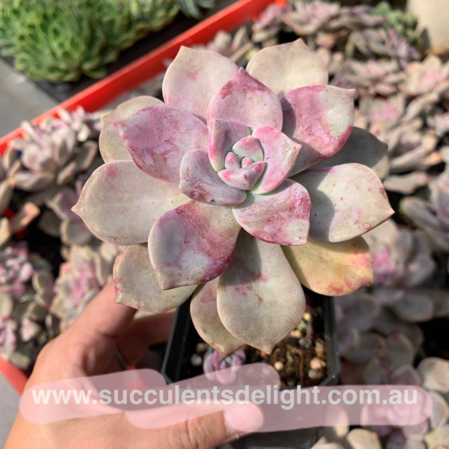 Graptopetalum Purple Delight 紫悦 紫乐