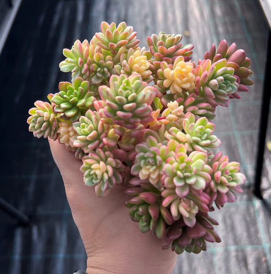 Sedum Joyce Tulloch variegata- cutting
