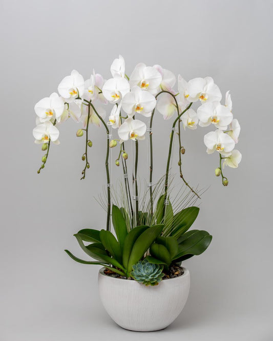 THE ORCHID FONT