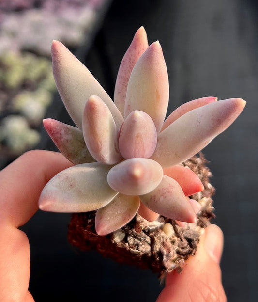 Pachyphytum coeruleum