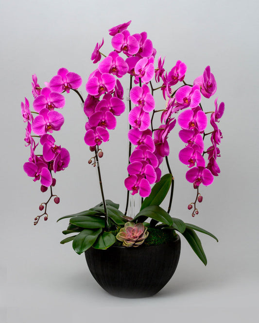 PINK EXPLOSION