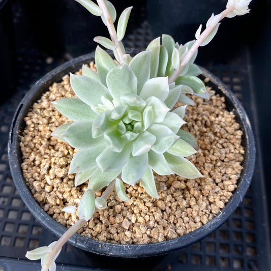 Sedeveria maialen variegata  SMALL