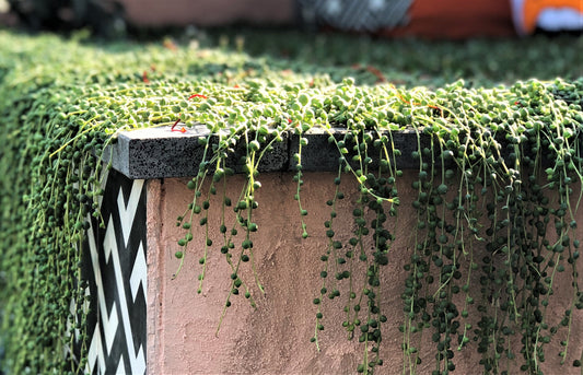 Senecio string of pearls CUTTING
