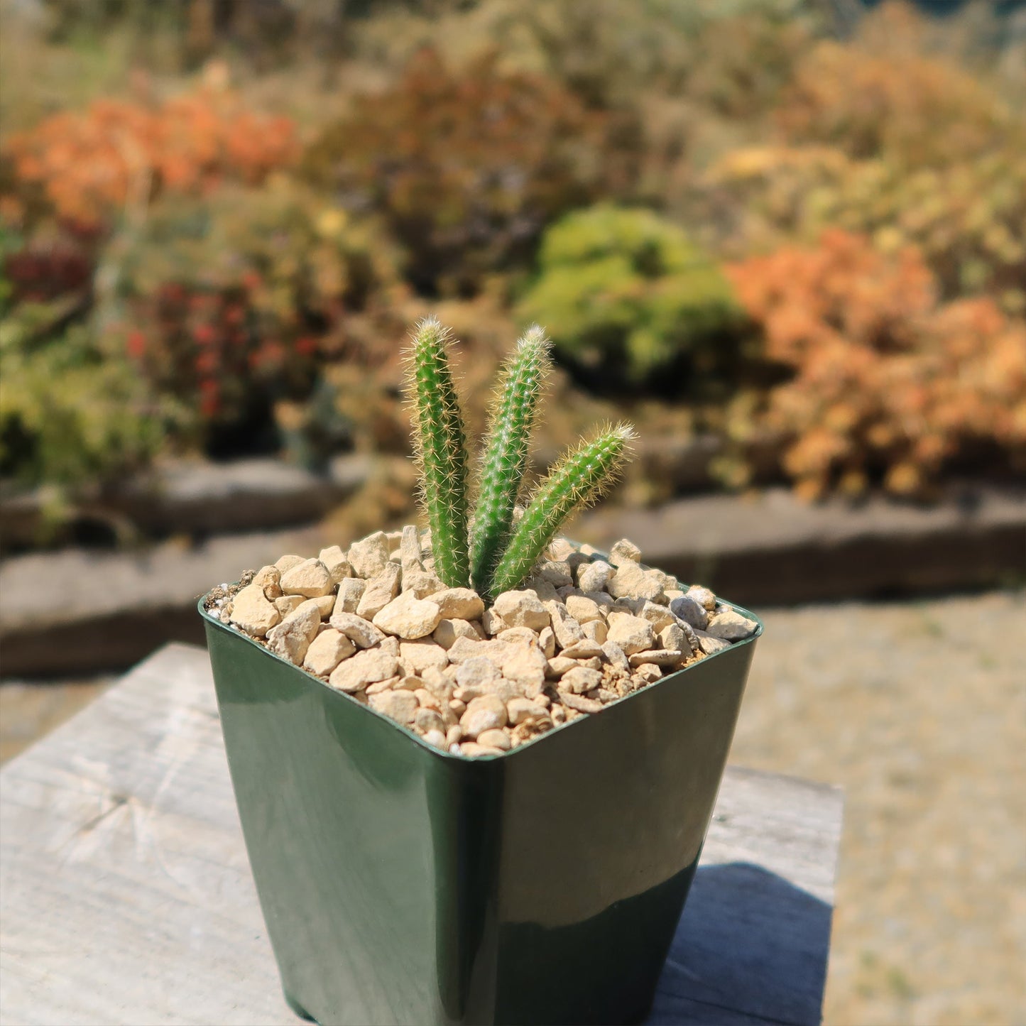 Rat Tail cactus 'Aporocactus flagelliformis'